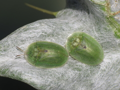 Cassida deflorata