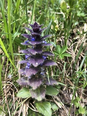 Ajuga pyramidalis pyramidalis