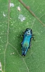Agrilus acutus