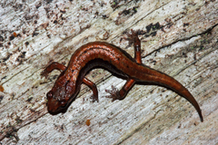 Desmognathus wrighti