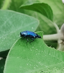 Agrilus acutus