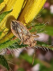 Rhopalus parumpunctatus