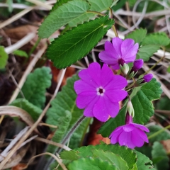 Primula sieboldii