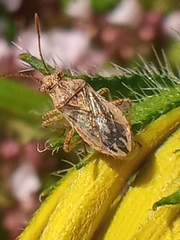Rhopalus parumpunctatus