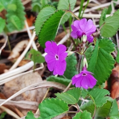 Primula sieboldii