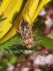 Rhopalus parumpunctatus