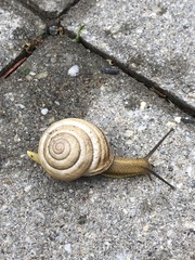 Caucasotachea vindobonensis