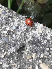 Coccinella septempunctata