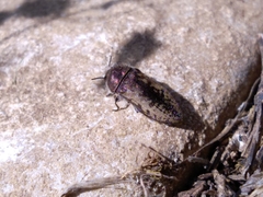 Acmaeodera pilosellae