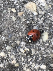 Coccinella septempunctata
