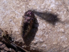 Acmaeodera pilosellae