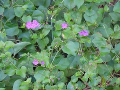 Commicarpus pentandrus