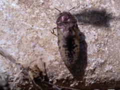 Acmaeodera pilosellae