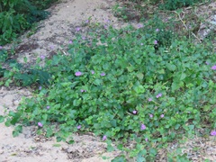 Commicarpus pentandrus