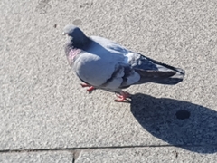 Columba livia domestica