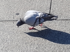Columba livia domestica