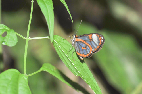 Ithomia terra
