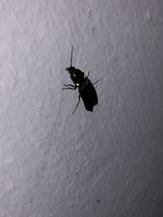 Ignelater havaniensis