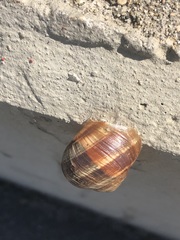 Helix pomatia