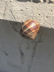 Helix pomatia