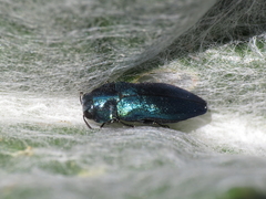 Meliboeus amethystinus