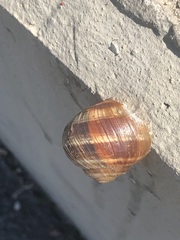 Helix pomatia
