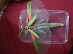 Tropidoderus rhodomus