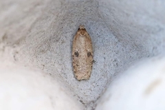Agonopterix propinquella