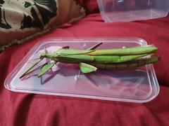 Tropidoderus rhodomus