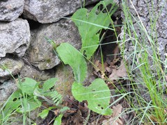 Digitalis purpurea purpurea
