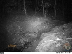 Spilogale angustifrons