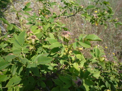 Rosa marginata