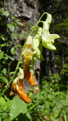 Lathyrus laevigatus