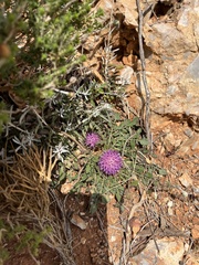 Centaurea raphanina