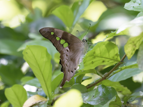Malayan Yellowbottle