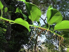 Scepocarpus trinervis