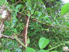 Scepocarpus trinervis