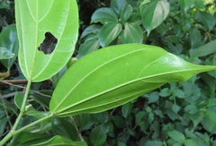 Scepocarpus trinervis