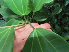 Scepocarpus trinervis