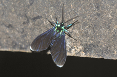 Uranophora