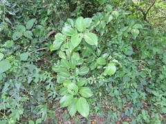 Scepocarpus trinervis