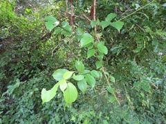 Scepocarpus trinervis