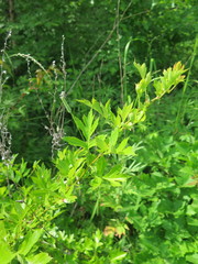 Crataegus pinnatifida