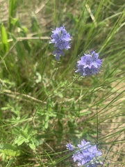Veronica austriaca