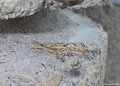 Neodactria caliginosellus