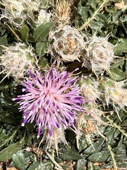 Centaurea raphanina