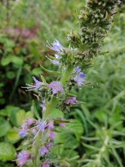 Echium lusitanicum