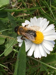 Andrena nigroaenea