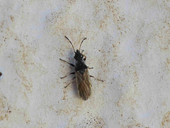 Microplax interrupta