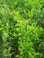 Crataegus pinnatifida